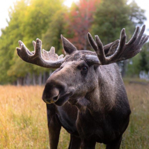 Отель Moose Garden  Оррвикен